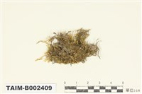 藏品(棉苔屬)的圖片